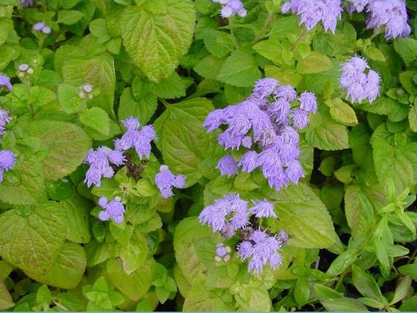 mosaïque de concombre