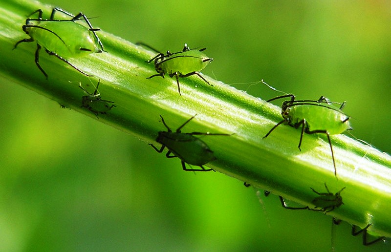 La taille de l'insecte est petite.