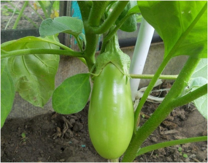 Variété d'aubergine Alenka