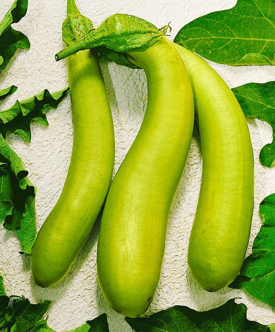 Variété d'aubergine verte F1