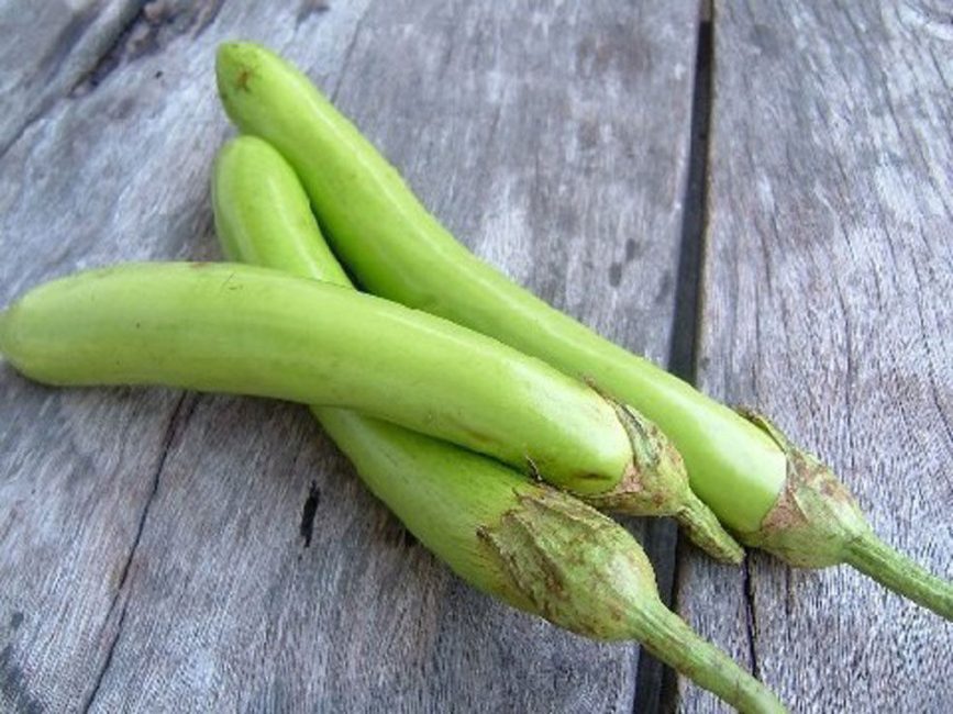 Variété d'aubergine verte thaïlandaise
