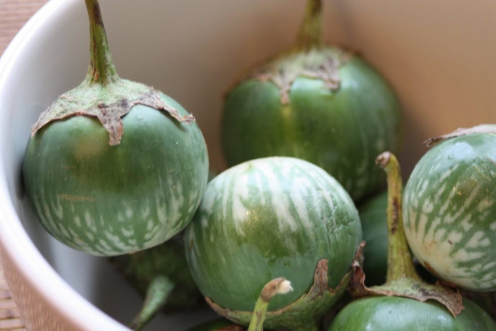 Variété d'aubergine verte thaïlandaise