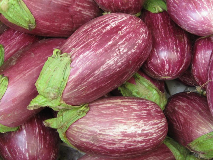 Variété d'aubergine Matrosik