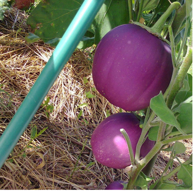 Variété d'aubergine Bumbo
