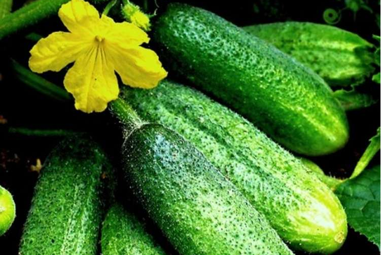 Gracieuse variété de concombres