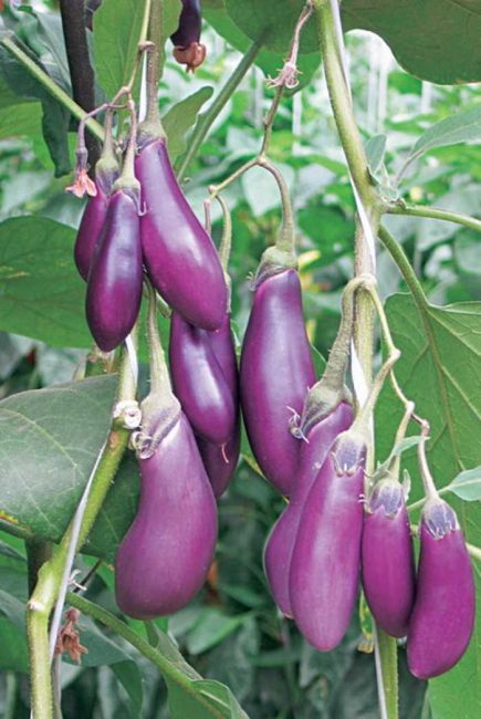 Aubergine de qualité Balagur