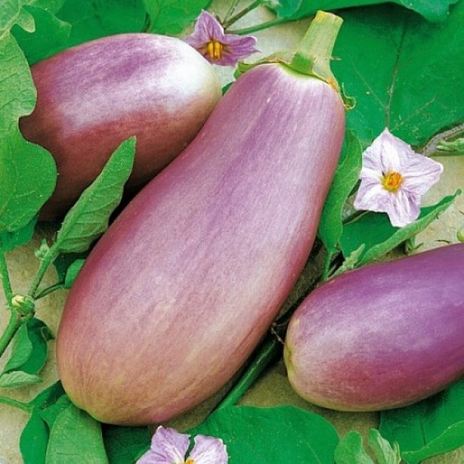 Variété d'aubergine romantique F1