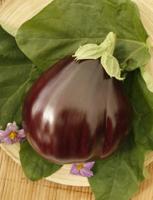 Variété d'aubergine coeur de taureau