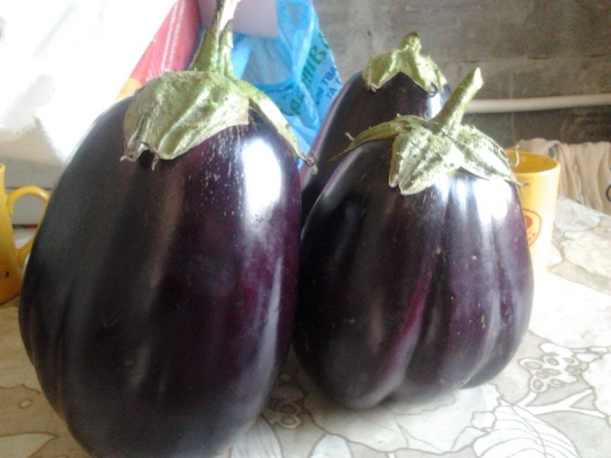 Variété d'aubergine de lune noire