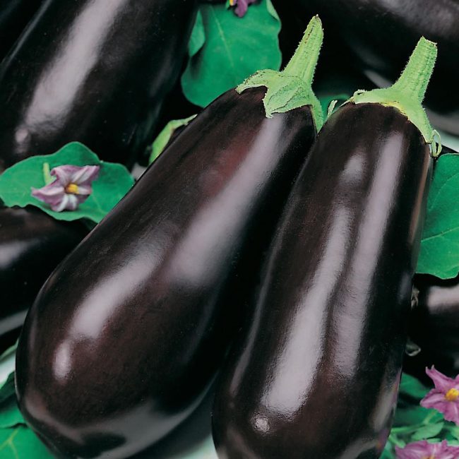 Variété d'aubergine Bagheera