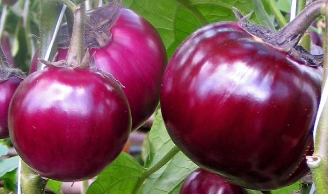 Variété d'aubergine du même nom