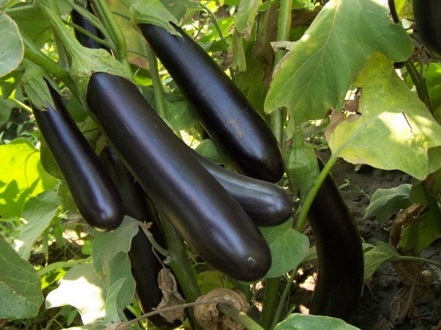 Variété d'aubergine samouraï