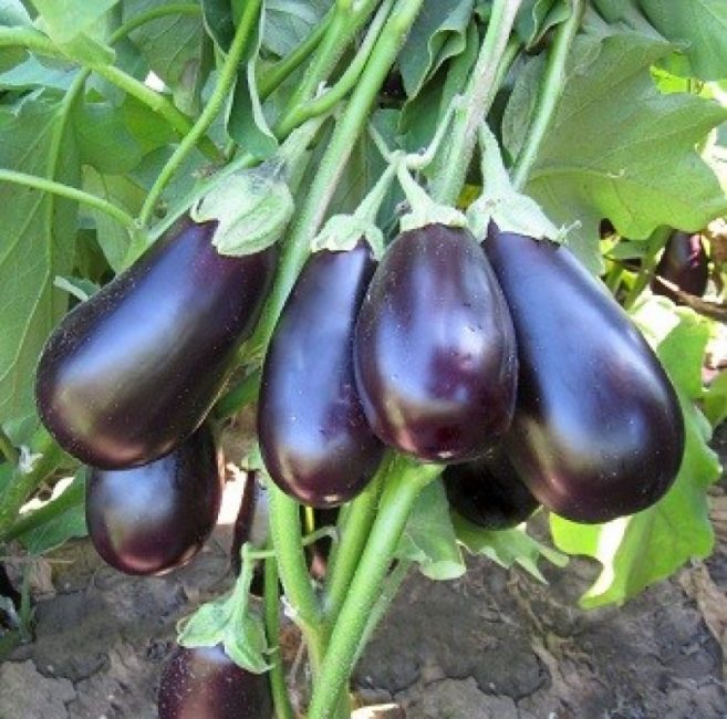 Variété d'aubergine du Prado
