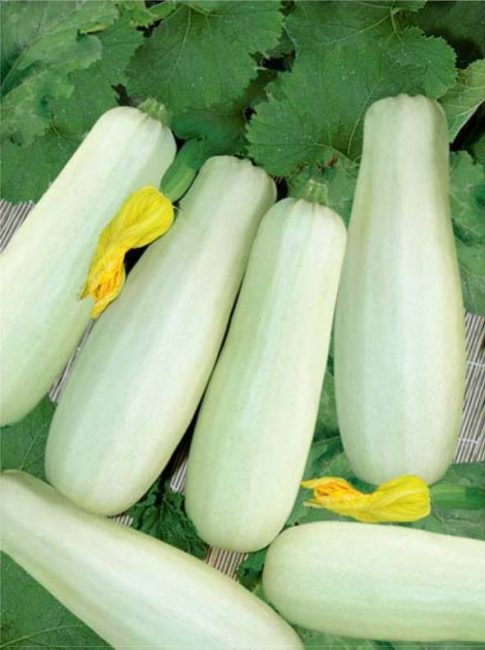 Variété de courgettes Anchor