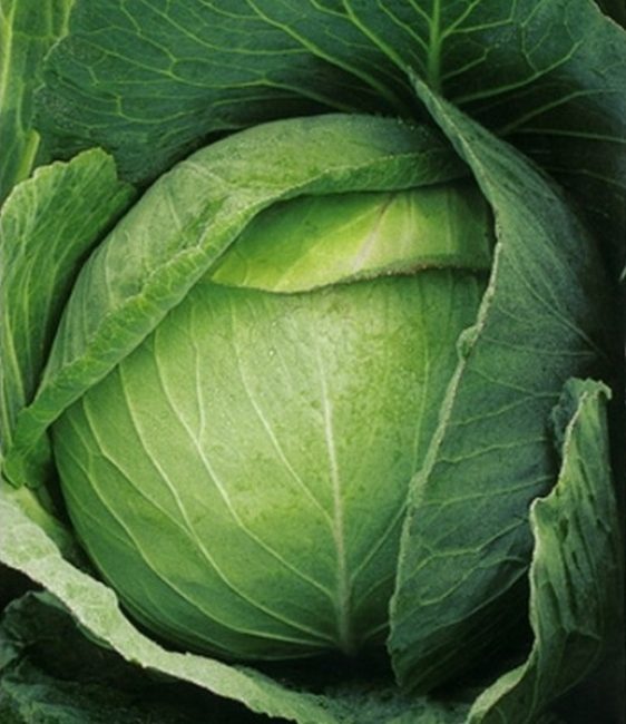 Variété de chou Atria F1