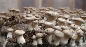Cultiver des champignons à la maison - instructions pour les débutants: une description utilisant l
