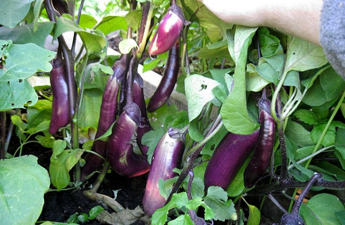 Variété d'aubergine King of the North F1