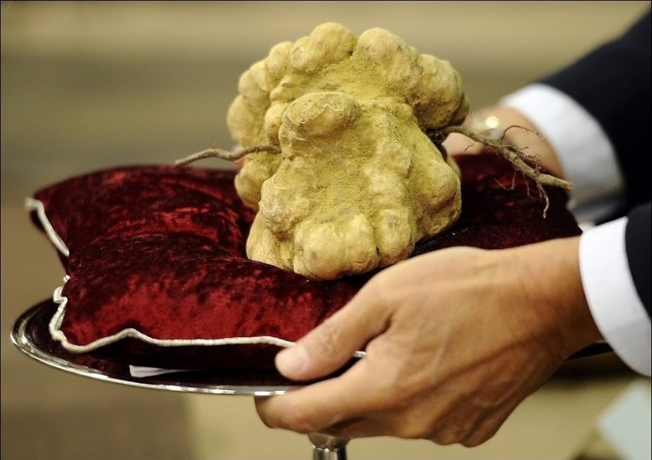 900 grammes de truffe blanche