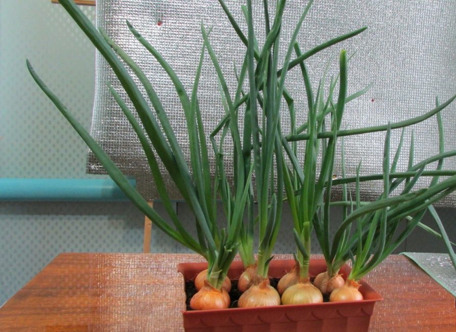 Verts obtenus à partir d'ensembles d'oignons