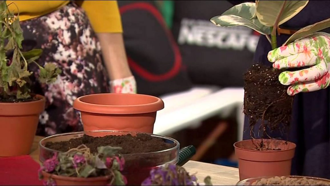 Le pot est sélectionné à plus de quelques centimètres