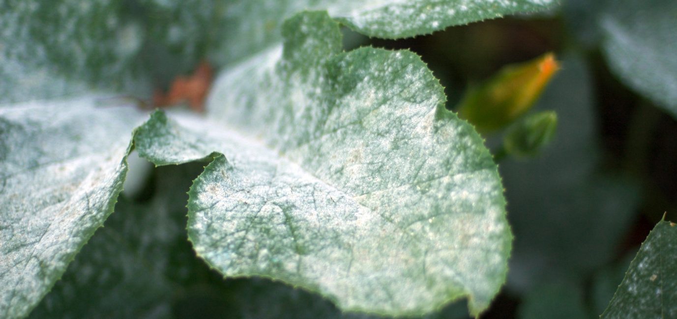 Tout le monde connaît la maladie