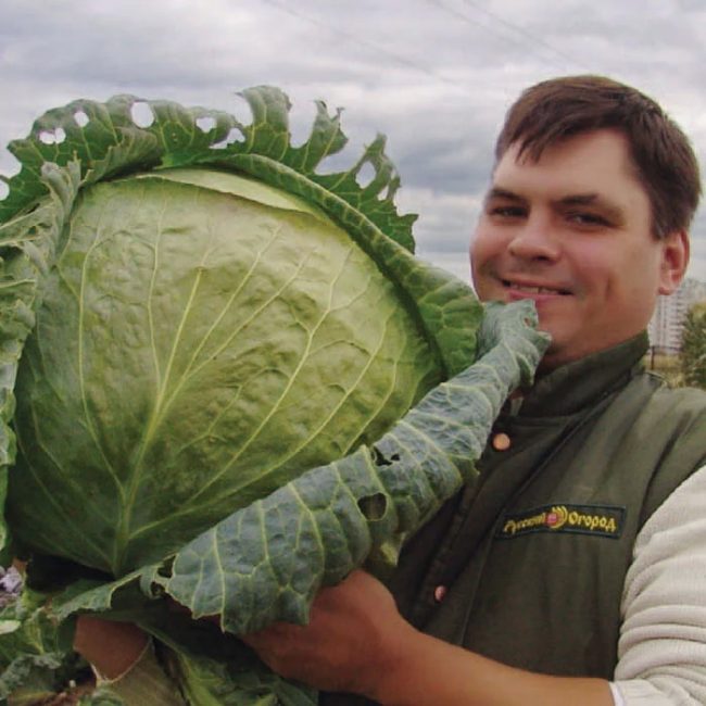 Variété de chou de taille russe