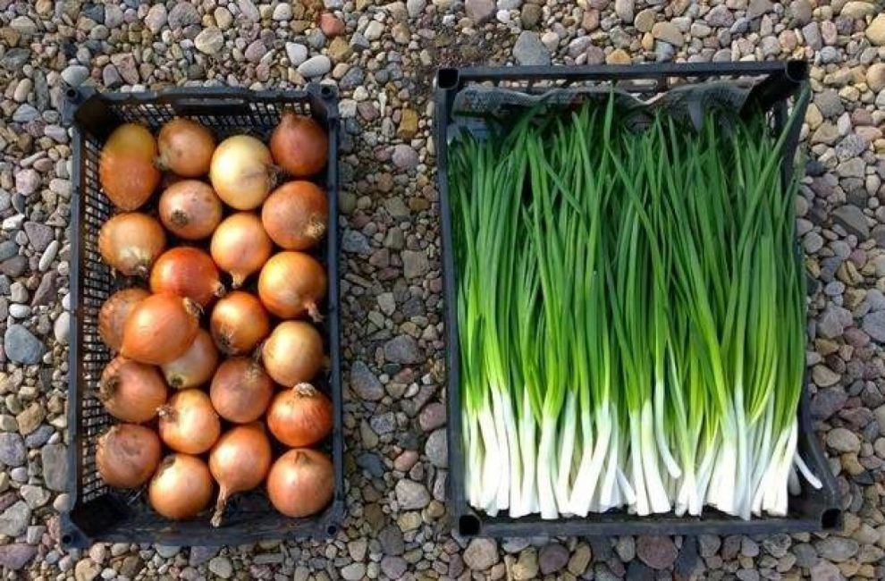 Bulbe et oignon vert