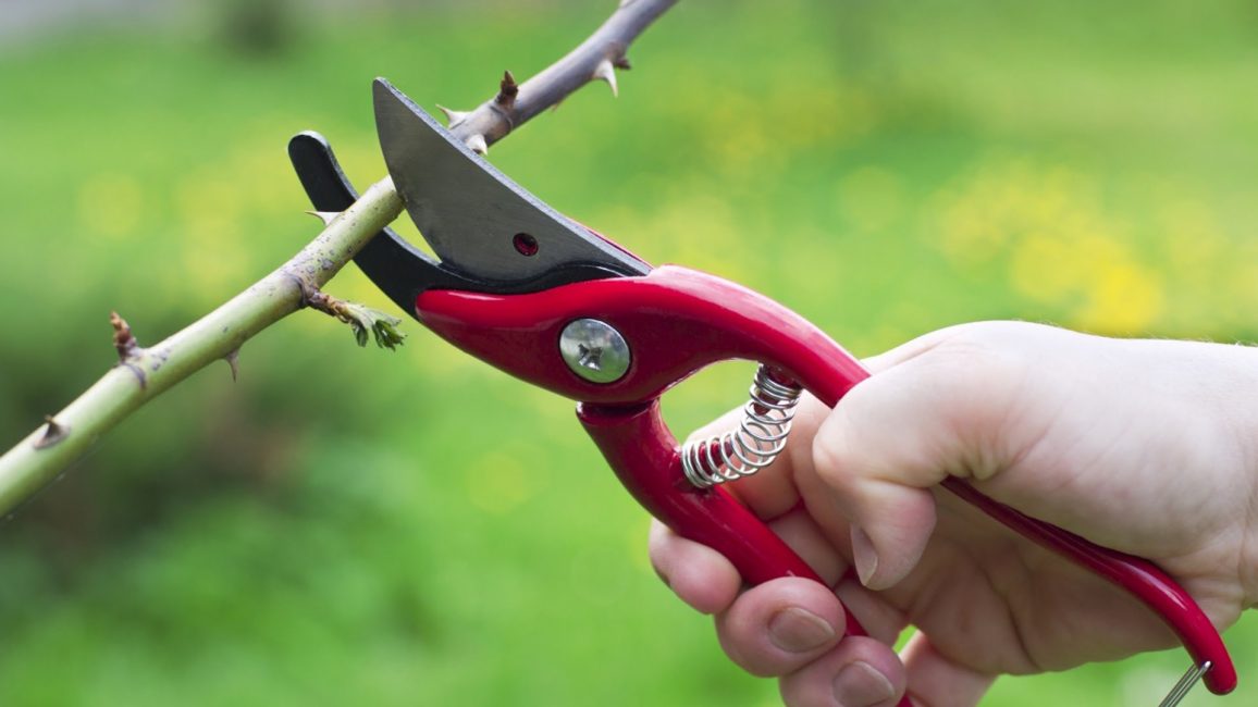 La procédure est effectuée avec un couteau tranchant ou un sécateur de jardin
