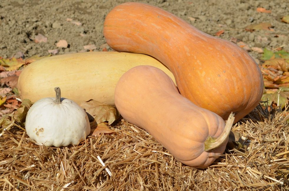 Variétés de citrouille à peau dure