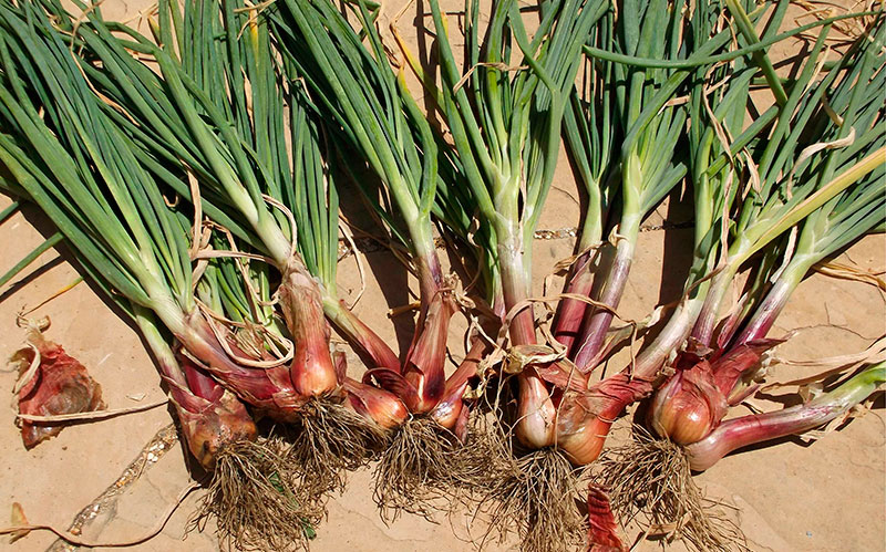 Ce sont les belles tranches que forment les échalotes.