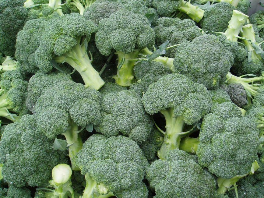 Tonus variété de brocoli