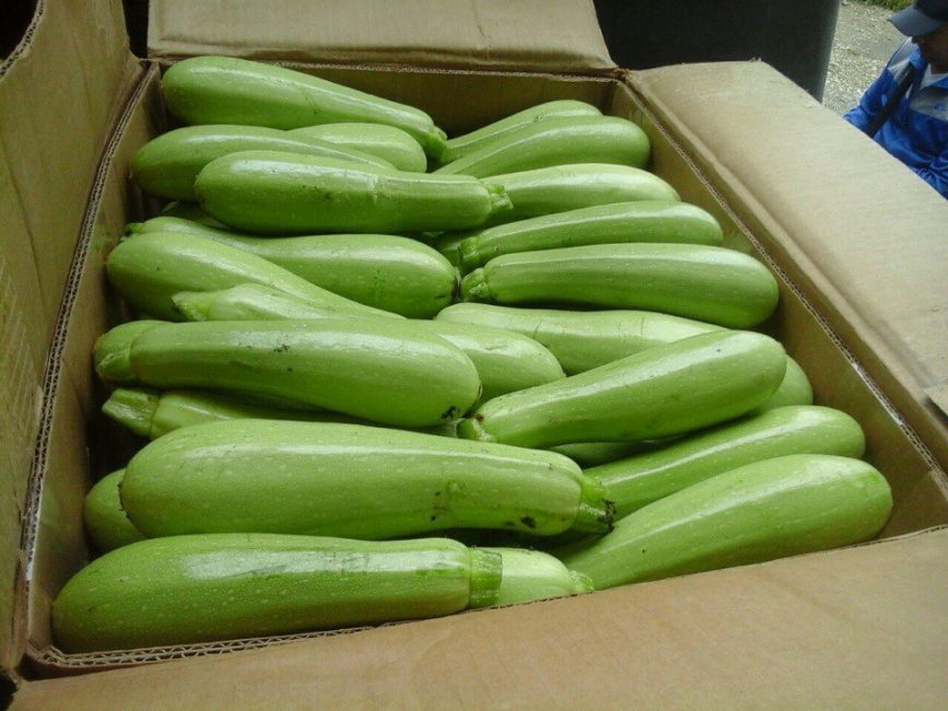 Variété de courgettes Aral