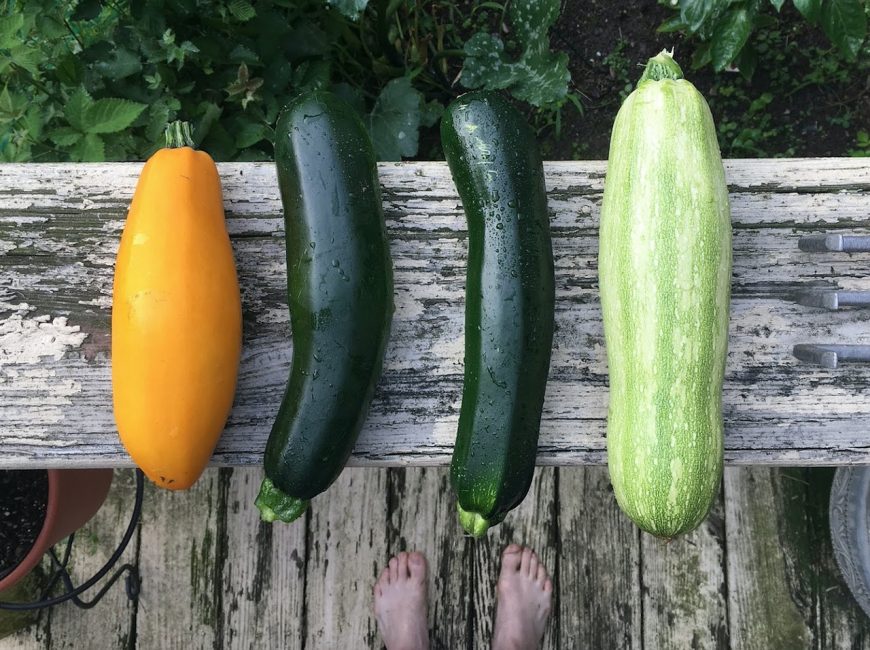 Variété de courgettes.