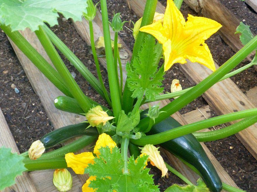 buisson de courgettes