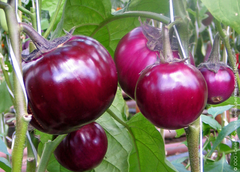 Variété d'aubergine bourgeoise F1