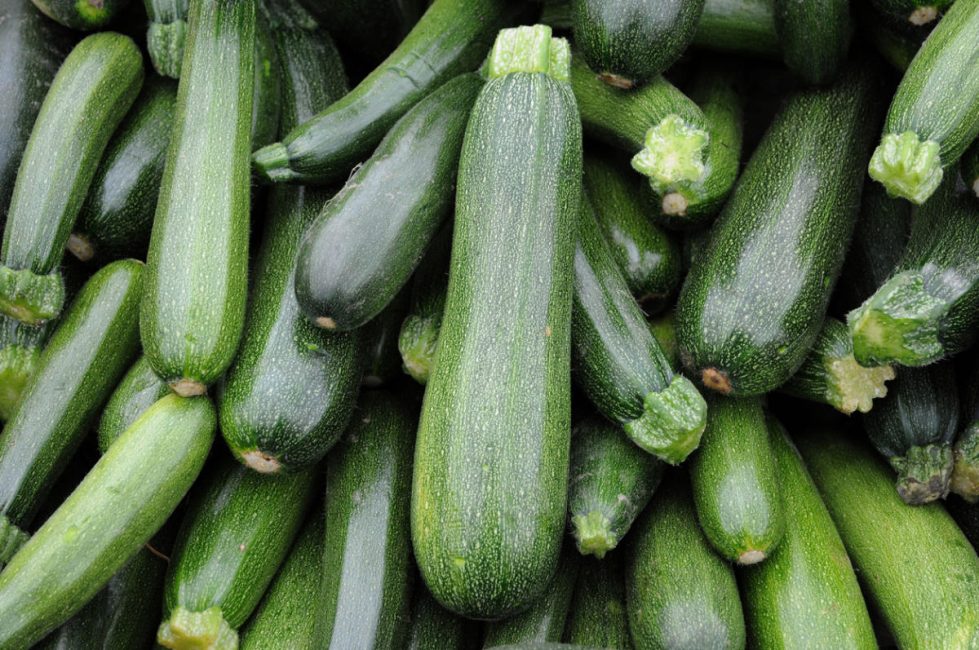 Variété de courgettes Tsukesha