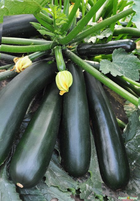Variété de courgettes noir beau