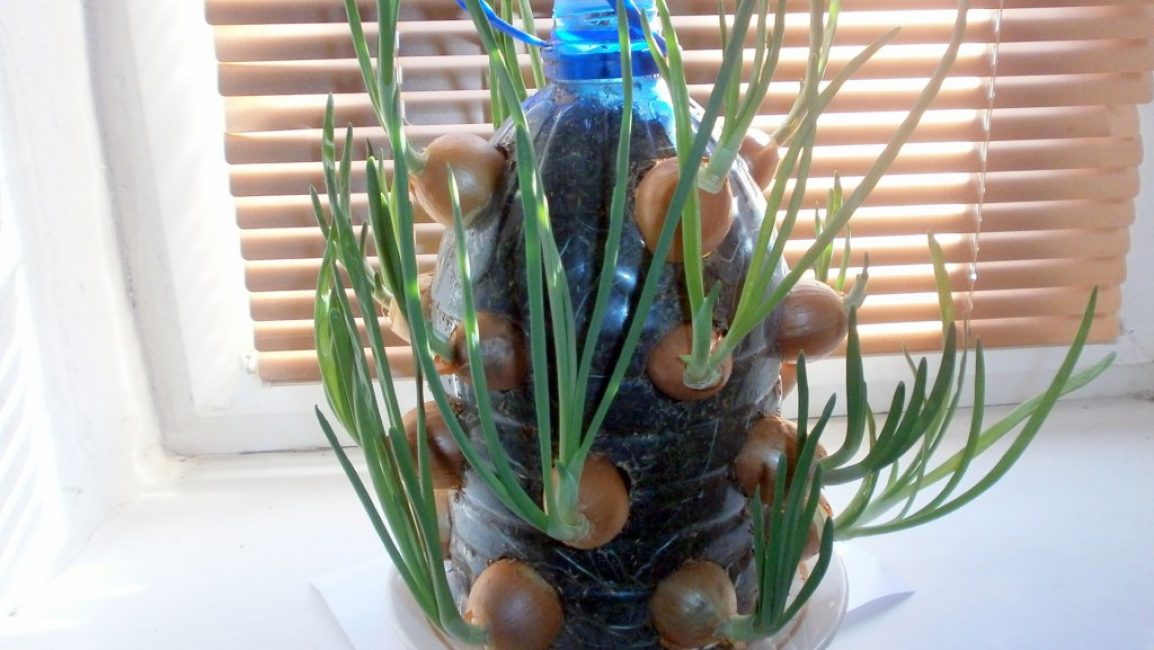 Voici un arbre à oignons obtenu lorsqu'il est planté en utilisant les dernières technologies avec la capacité d'économiser de l'espace