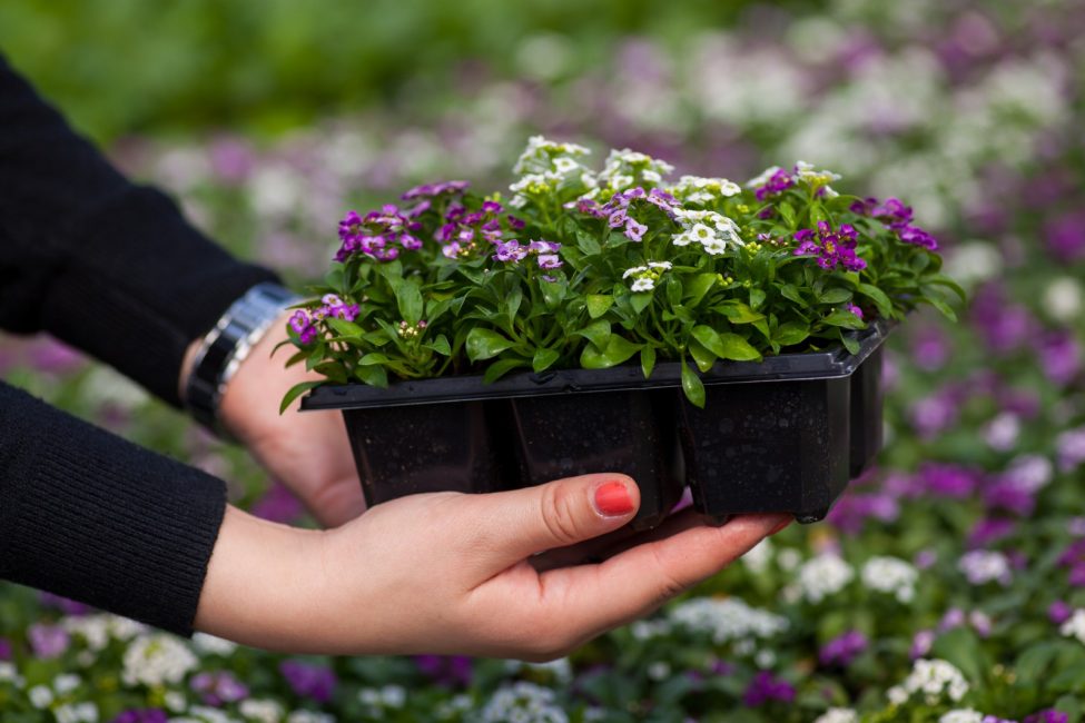 Les semis d'Alyssum sont déjà en fleurs. Prêt à être transplanté dans un lieu permanent.