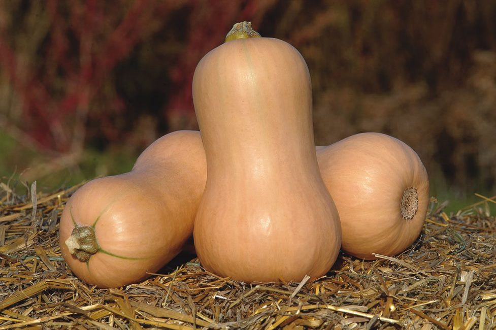 citrouilles hybrides