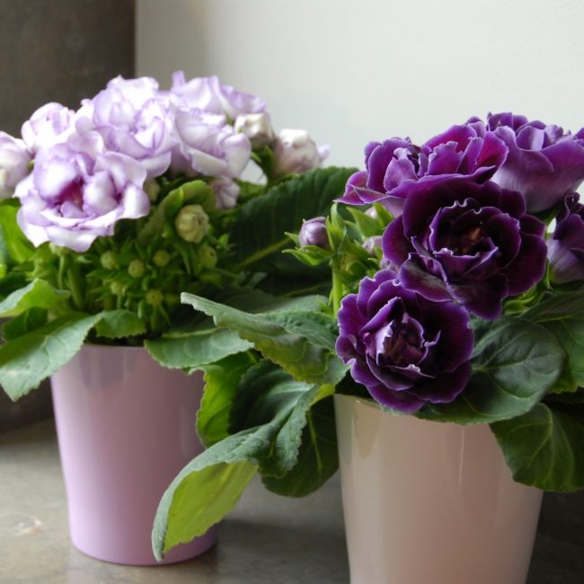 deux pots de gloxinia