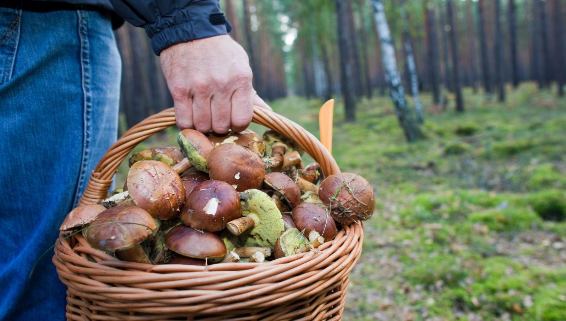 Un certain nombre de règles simples aideront à garder les amateurs de champignons en bonne santé.