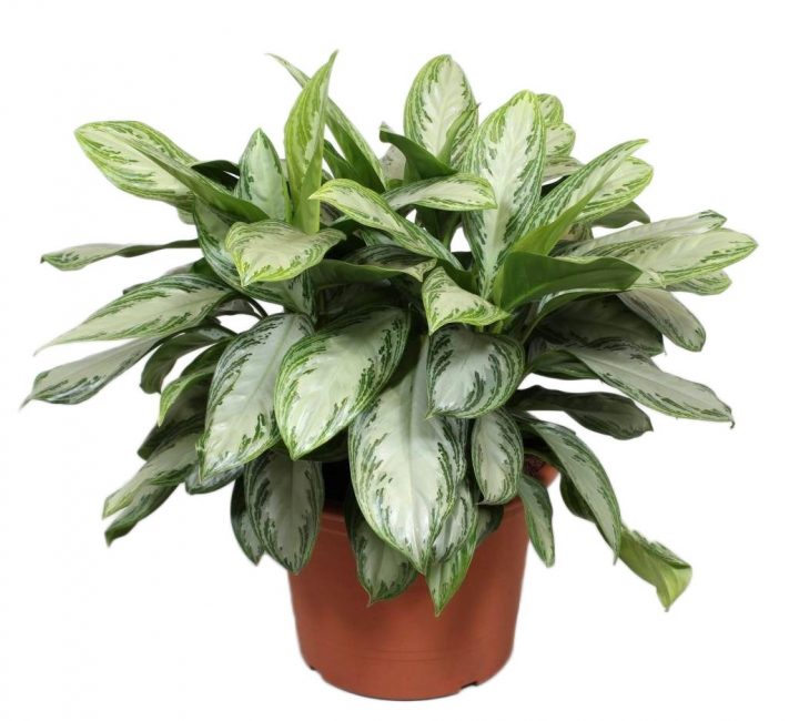 pot en plastique pour aglaonema