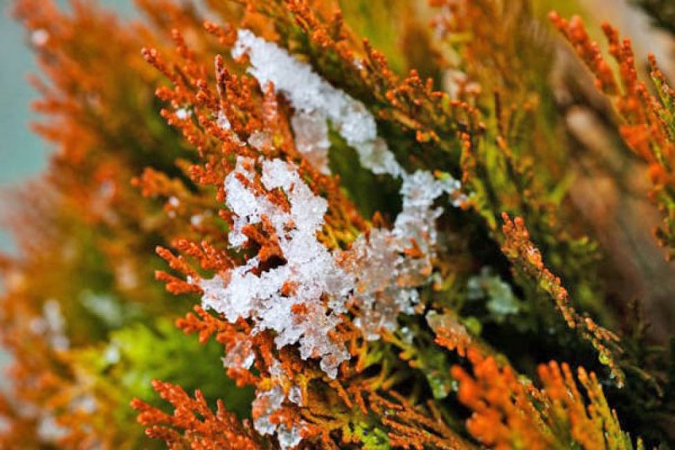 Variétés de thuya Elvangeriana en hiver. En été, il est vert clair.