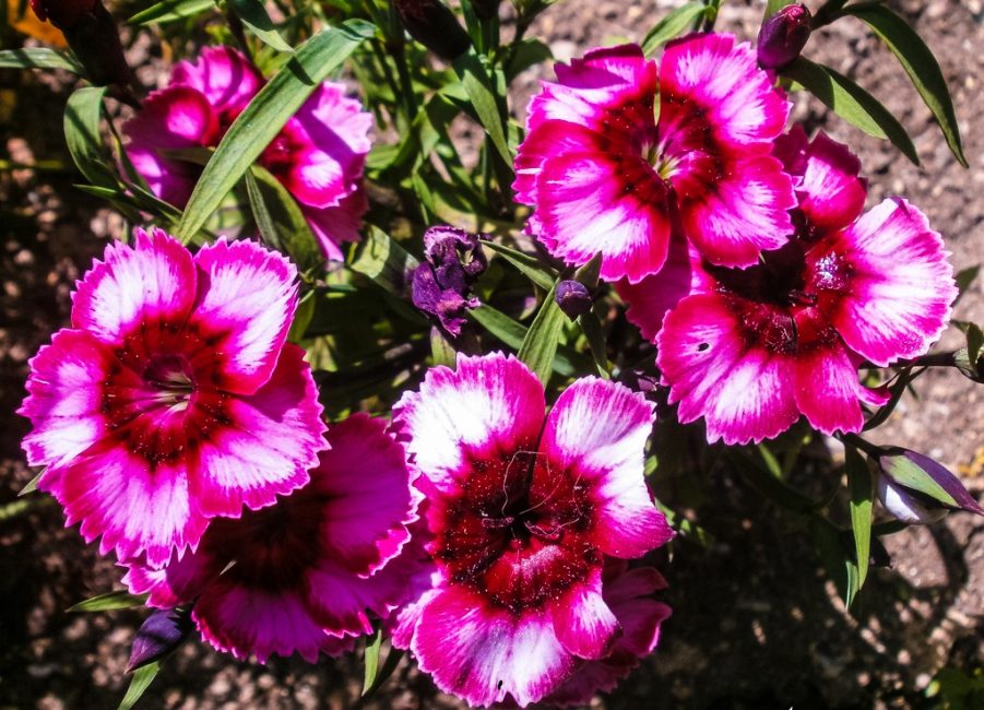 Variété de clou de girofle chinois