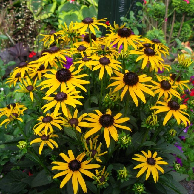 propriétés de la rudbeckie