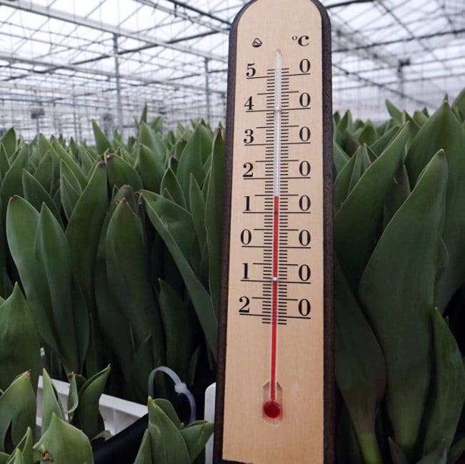 Les crocus plantés doivent être couverts et placés dans un endroit froid.