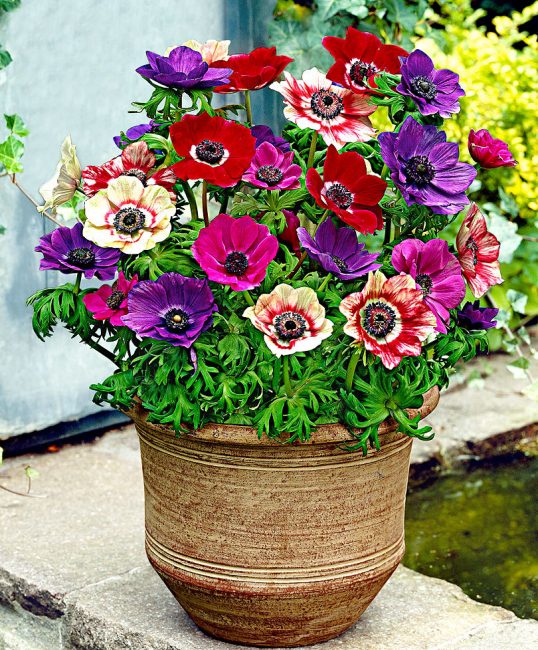 anémone à la maison