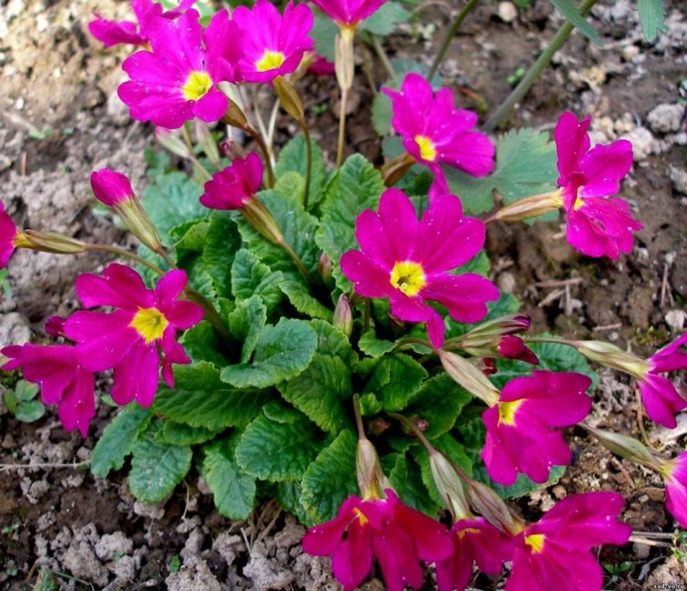 primevère, primevère