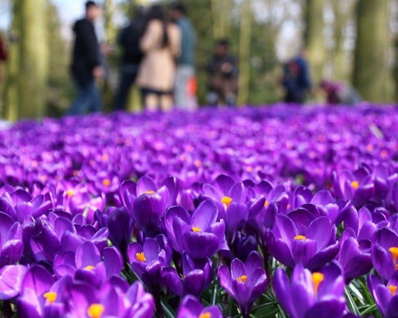 Clairière de crocus